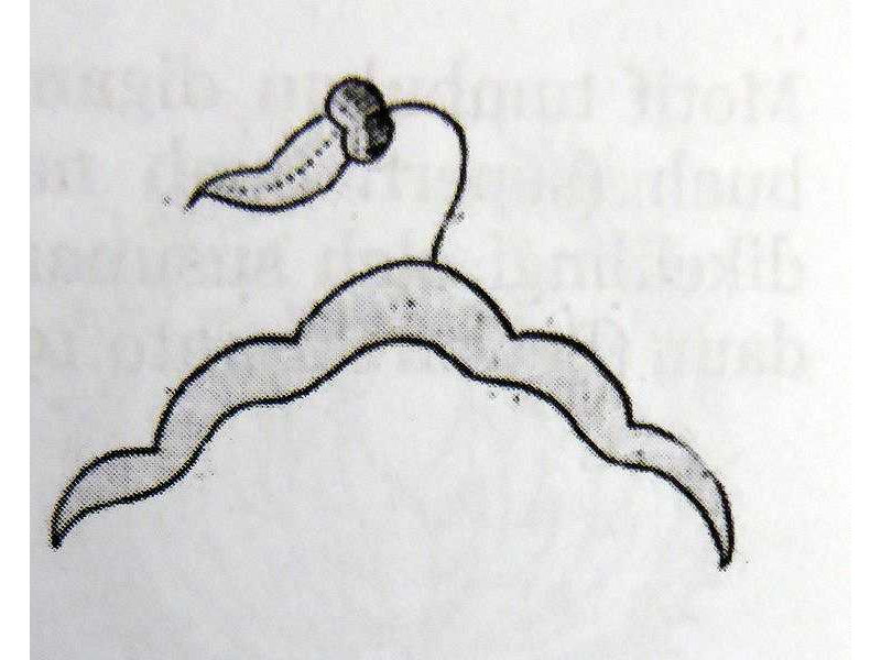 meru-1 branch-flower on top